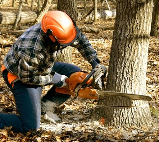 Tree Removal in Lucan, MN